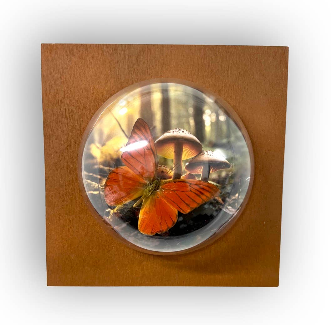 5x5x5 Sphere Wall Hanging Shadowbox #1 Real Butterfly