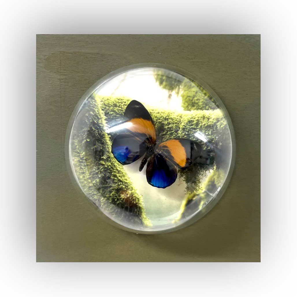 5x5x5 Sphere Wall Hanging Shadowbox #4 Real Butterfly