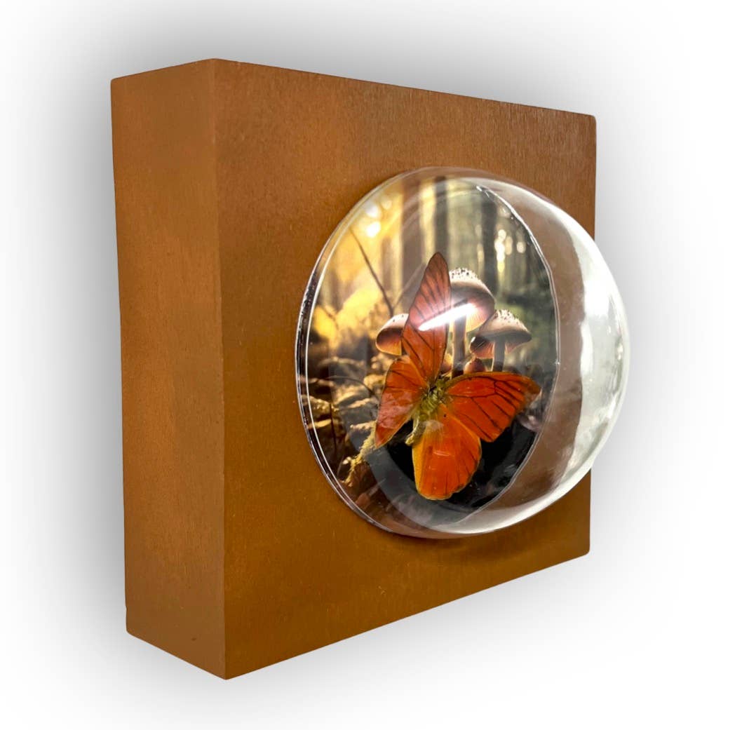 5x5x5 Sphere Wall Hanging Shadowbox #1 Real Butterfly