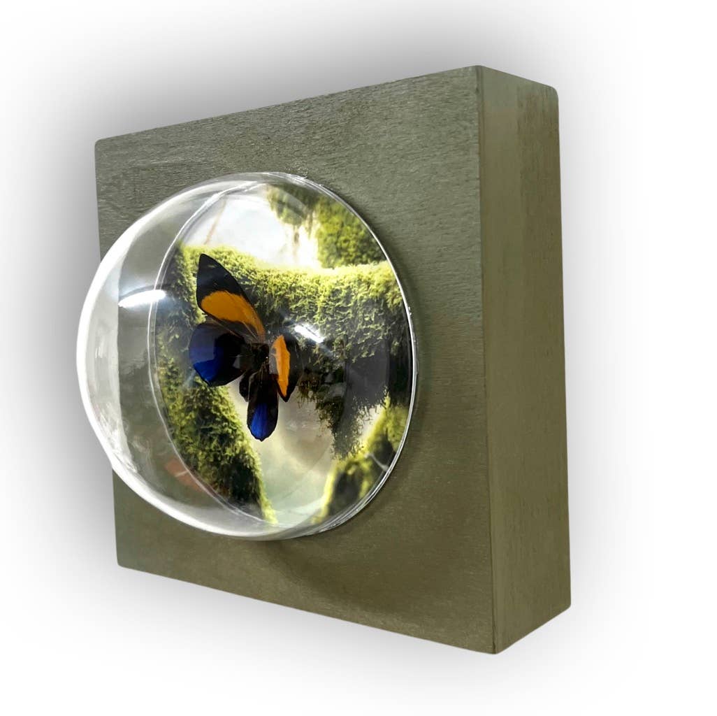5x5x5 Sphere Wall Hanging Shadowbox #4 Real Butterfly