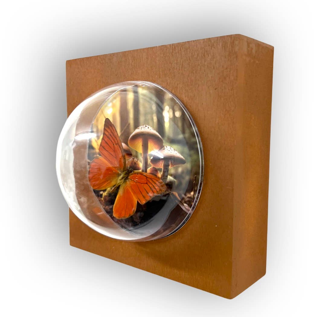 5x5x5 Sphere Wall Hanging Shadowbox #1 Real Butterfly