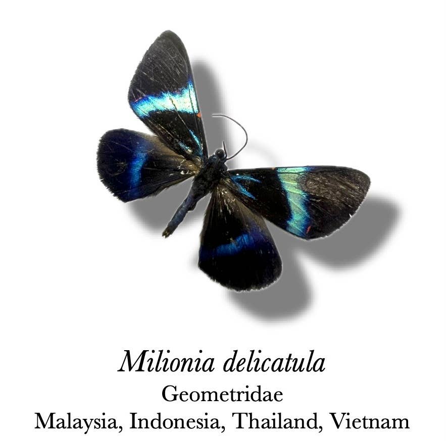 Authentic Milionia delicatula Moth Diorama | 6x4 Inch Dome