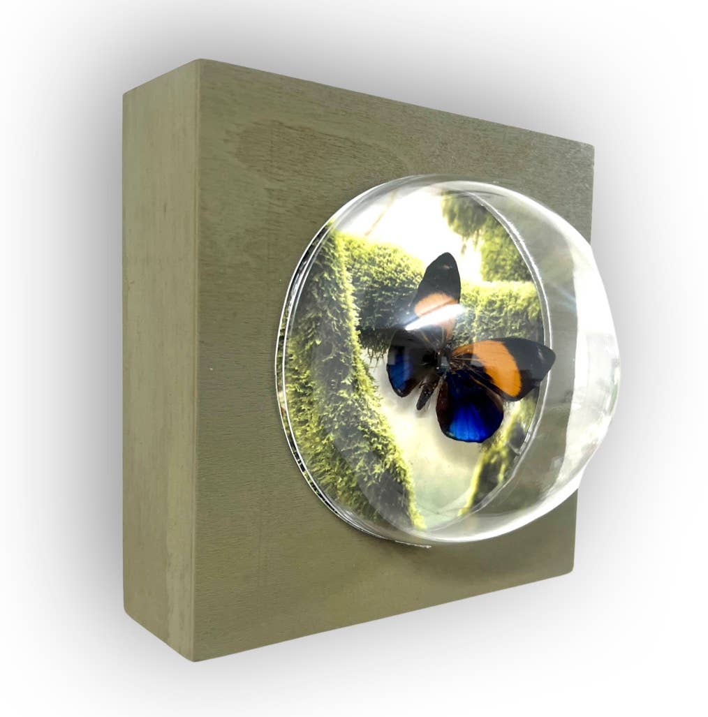  5x5x5  Sphere Wall Hanging Shadowbox #4 Real Butterfly 