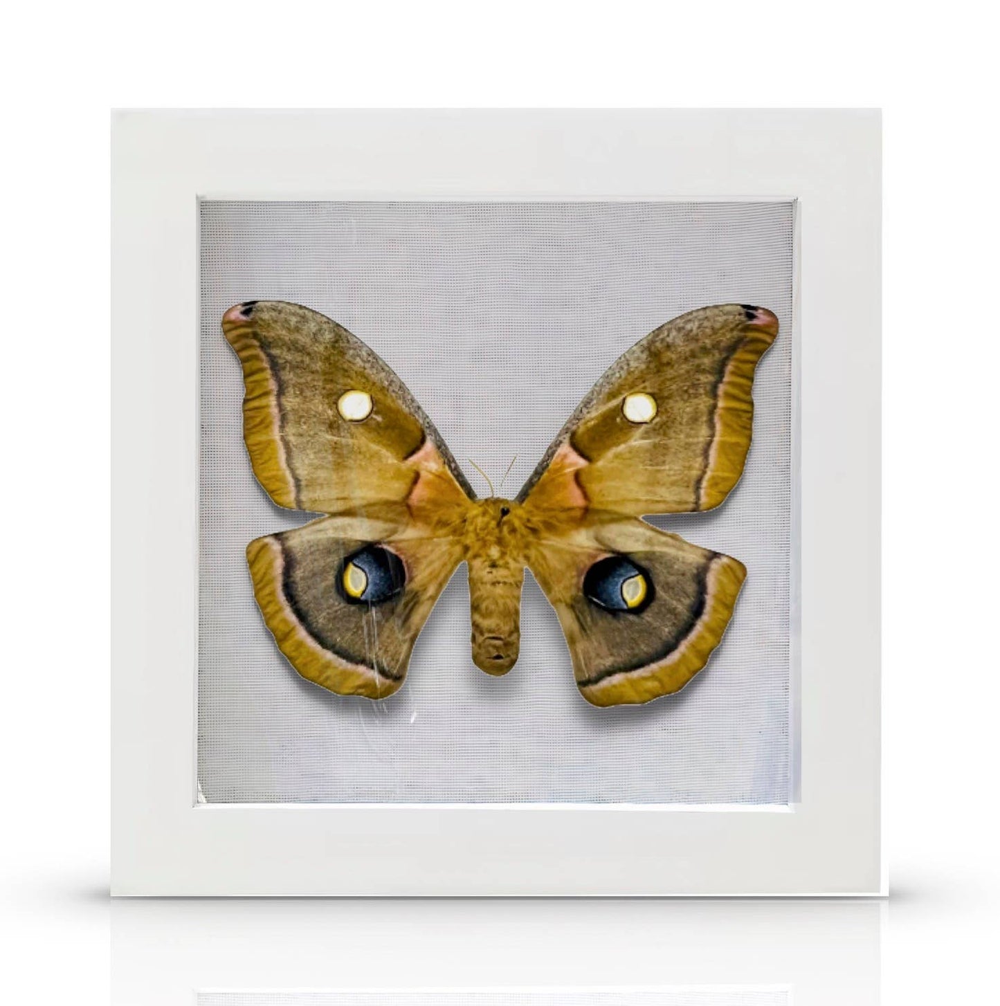 REAL Antheraea polyphemus, the Polyphemus moth 6x6x1  Inch