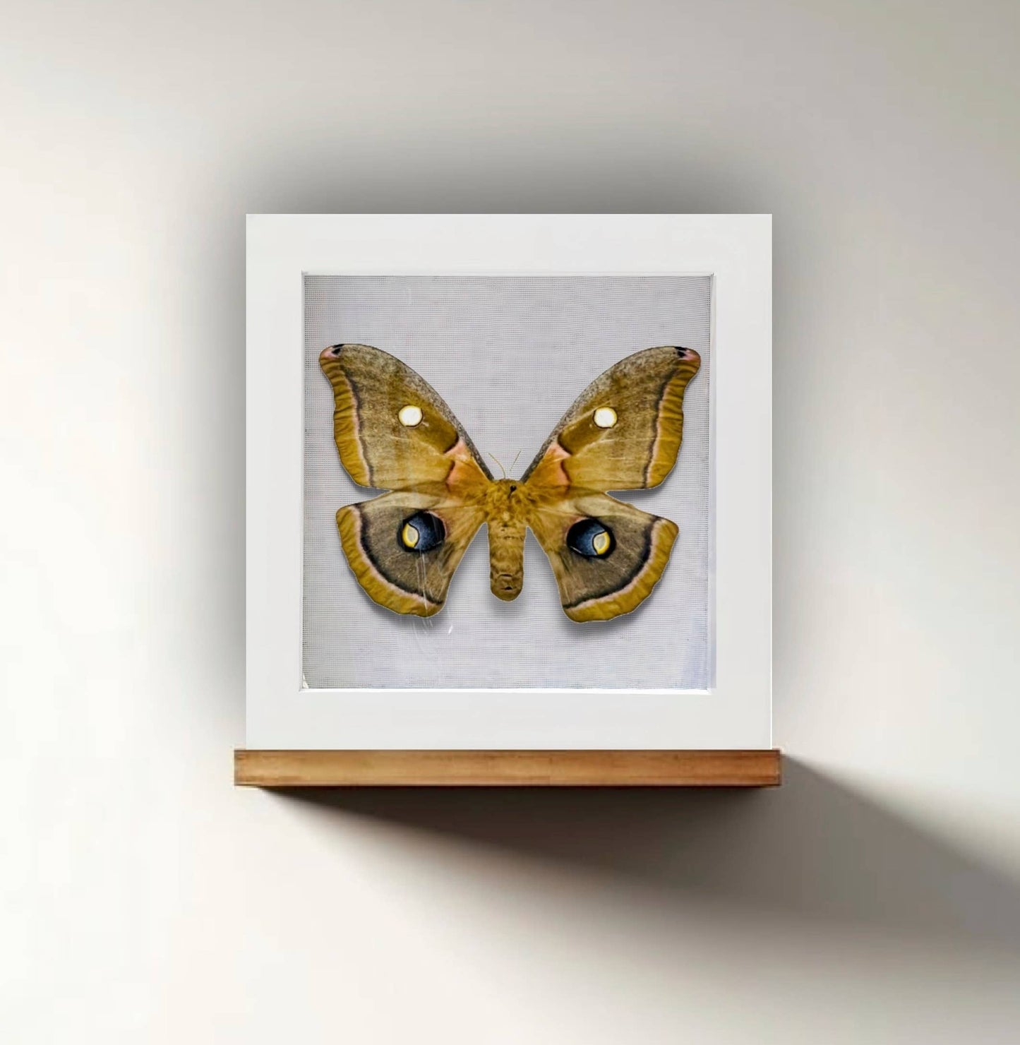 REAL Antheraea polyphemus, the Polyphemus moth 6x6x1  Inch